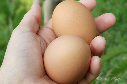 SR-2Eggs