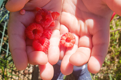 SR-Raspberries