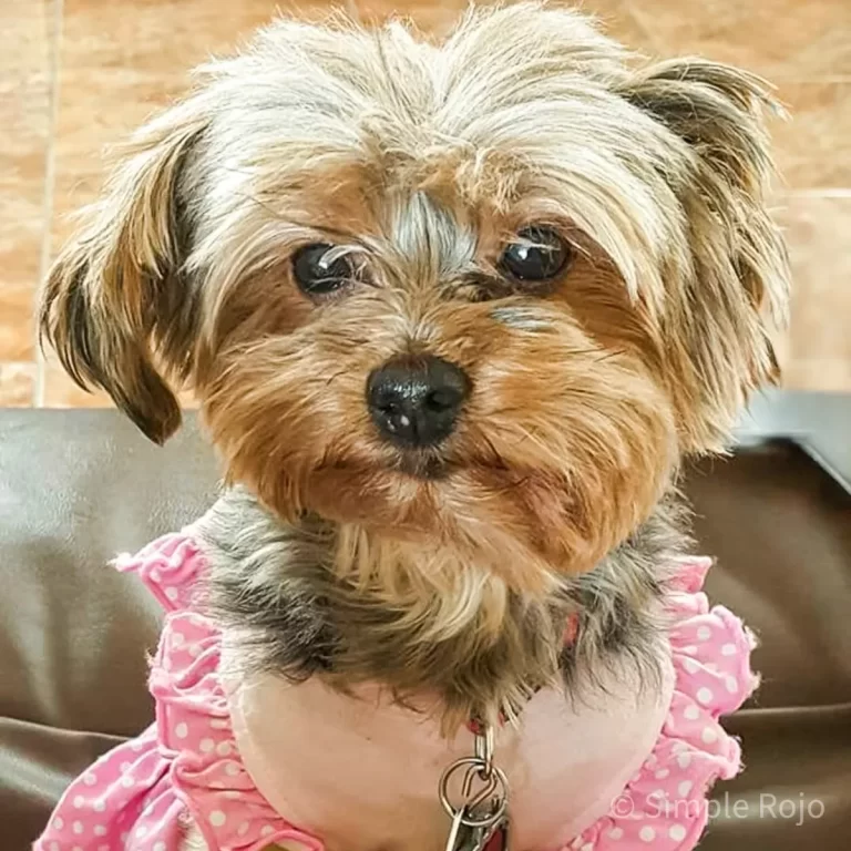 Mi perrita Maiah mirando a la cámara con expresión dulce