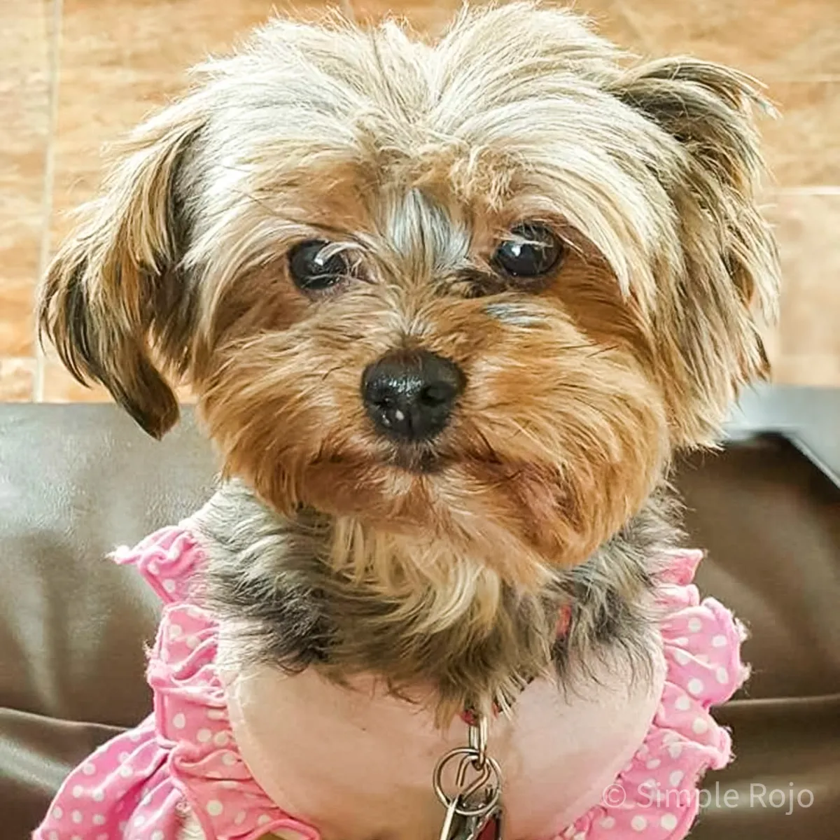 Mi perrita Maiah mirando a la cámara con expresión dulce