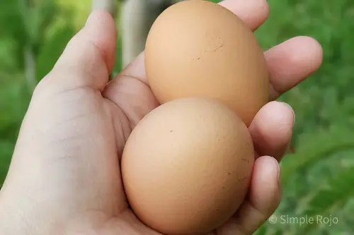 04_SR-2Eggs_EDITED copy
