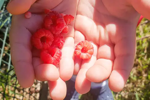 07_SR-Raspberries_EDITED copy